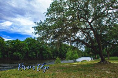 Spanish moss on tree by Yellow River