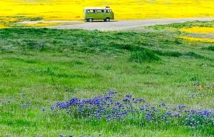 "HONU LI'U" 1977 Volkswagen Classic Westfalia