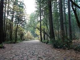 Bogus Creek Campground