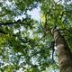 A photo of a blue sky taken from beneath the branches and leaves of an American Beech tree