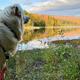 Lakeside view with a dog in foreground and autumn-colored trees across the water — conveys visitor experience and scenic lakeside setting.