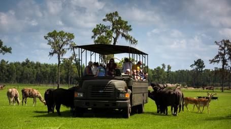 Safari Wilderness Glamping