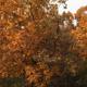 Autumn foliage and mature trees on the property — good seasonal scenery shot highlighting the wooded setting.