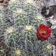 A Hedgehog cactus blooms after a winter with a healthy snowpack.