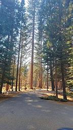 Beautiful Tall Conifers At Almanor South Campground