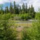 Hoh Campground 03