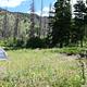 Magenta-pink fireweed flowers surround a blue tent at Slough Creek Campground Site #4