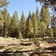 PINE GLEN