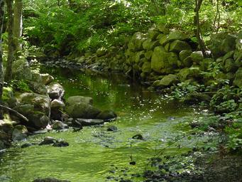 Willey Brook Campground