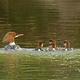 A female Common Merganser and four babies photographed on the Current River near Two Rivers (preview)