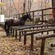 A horse hitched at Round Bottom Horse Camp