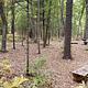 Wooded campsite with benches, food storage locker, and fall leaves in the ground.