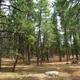 Campsites in Aspen and Fir Loops, Mather Campground