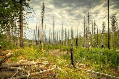 Whispering Pines Horse Camp