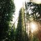 Tall forest trees with sun flare; used as a large header/social image on the campground homepage. While possibly a stock photo, it appears on the official site as the main social/header image and conveys the wooded character of the property.