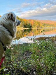 Lakeside view with a dog in foreground and autumn-colored trees across the water — conveys visitor experience and scenic lakeside setting.