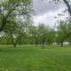 Open pecan orchard/grove scene with mowed grass and RVs faintly visible in background — highlights the park's shaded orchard areas and overall grounds; matches 'Amenities/Home' context on the site.