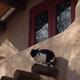 Photograph of the barn/ranch building exterior (includes architectural details and a cat on the porch) from the property site (page title: Rancho Gallina | Inn and Eco-Retreat) — useful to show additional on-site structures and atmosphere.