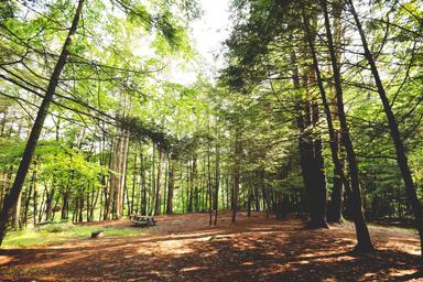Wooded campsite among pine trees with a picnic table — clear campsite scene showing setting and tree cover. Source page: site 'Pines.jpeg' on main site.