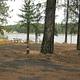Campsite with trees and river in the background