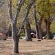 Tents scattered on the flat, grassy area amidst large trees