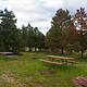 Picnic tables in a grassy area with a few pines in the area.
