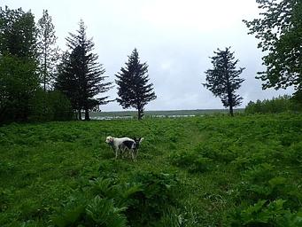 Two dogs on the Middle Dangerous Cabin grounds.