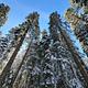 Old growth trees at Surveyor Recreation Site.