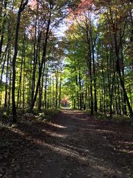 Vertical photograph of a wooded trail through mature trees — useful scenic view showing on-site trails/wooded areas; provided as a background image on the Home page.