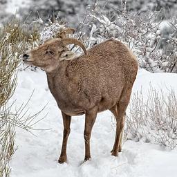 Female Desert Bighorn Sheep in Snow