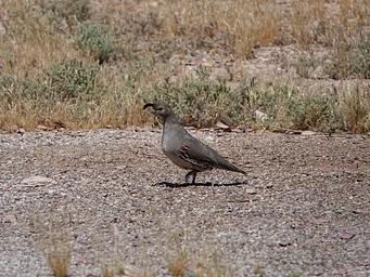 LVBQuail