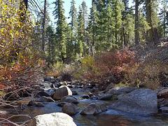 North Fork Yuba River at Sierra campground