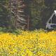 Meadow of yellow flowers and a triangle shaped camper trailer. 