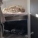 2021 Springdale Travel Trailer Rental near Redding
