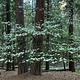 Upper Pines dogwood