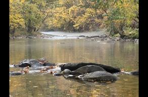 Uncle Jim's River Cove Campground