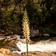 A common plant in California, the yucca is an agave relative that blooms in the spring and summer. It's tall, sometimes towering center shoot is topped with a candle flame-like bush of white flowers. These flowers are always open, which allows for day and nighttime pollinators - like moths and bats.