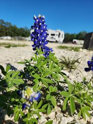 Texas Gold RV Ranch