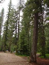 GROUSE CREEK GROUP SITE