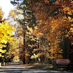 Pineknot Fall 2018