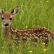 White tail deer fawn