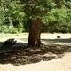 CHINQUAPIN GROUP CAMPGROUND