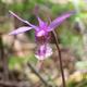Beautiful pink and white Calypso orchid.
