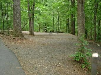 Horseshoe Point campsite with picnic table, surrounded by forest. 