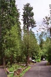 Tyee Campground - Umpqua River
