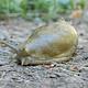 Close up of a banana slug, facing the lower left of the photo on a dirt ground with a green background. 