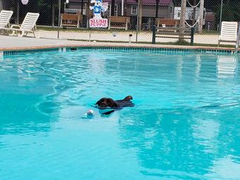 Photograph of the campground swimming pool with fencing and lounge chairs; shows an amenity available to guests (gallery image g1).